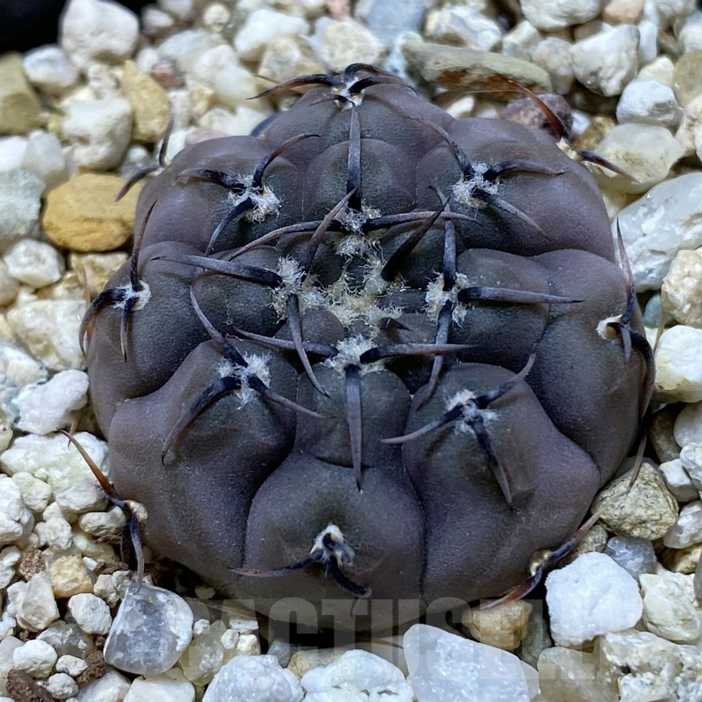 SH22400 Gymnocalycium esperanzae VG 1306