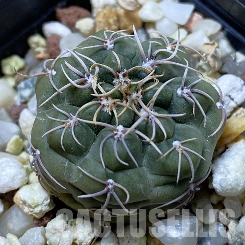 SH22401 Gymnocalycium odoratum