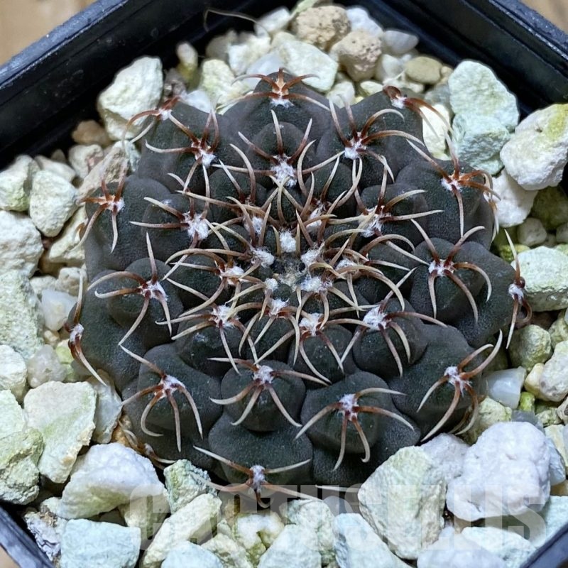 SH22403 Gymnocalycium stellatum VG 283