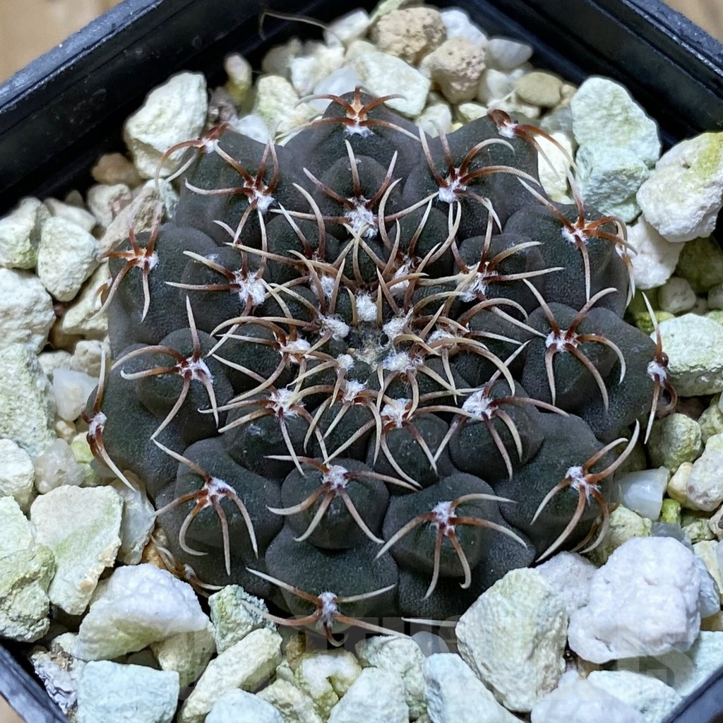 SH22403 Gymnocalycium stellatum VG 283