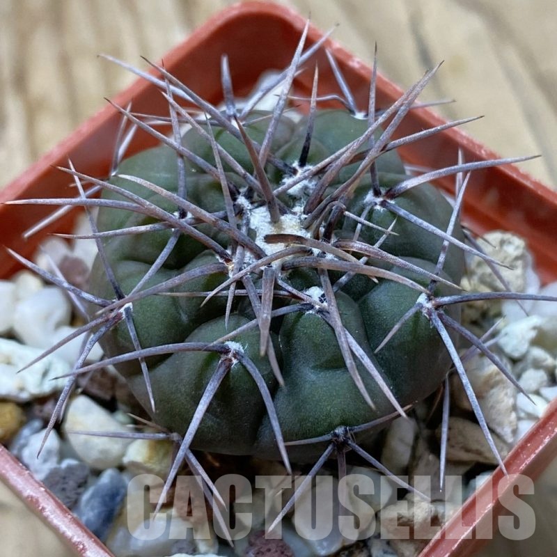 SH22404 Gymnocalycium ferocior STO 886