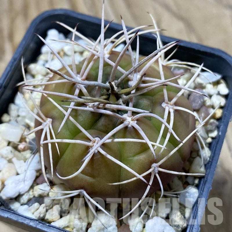 SH22405 Gymnocalycium eurypleurum