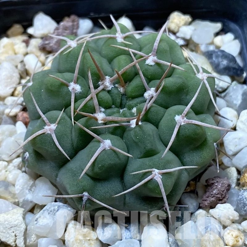 SH22406 Gymnocalycium intertextum, Long spines