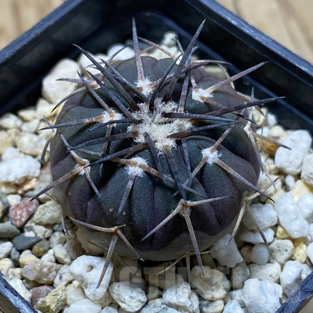 SH22407 Gymnocalycium spegazzinii v. major VG 090