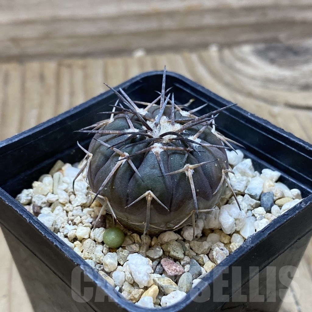 SH22407 Gymnocalycium spegazzinii v. major VG 090 - Image 2