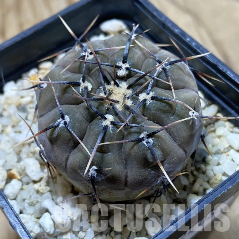 SH22408 Gymnocalycium esperanzae
