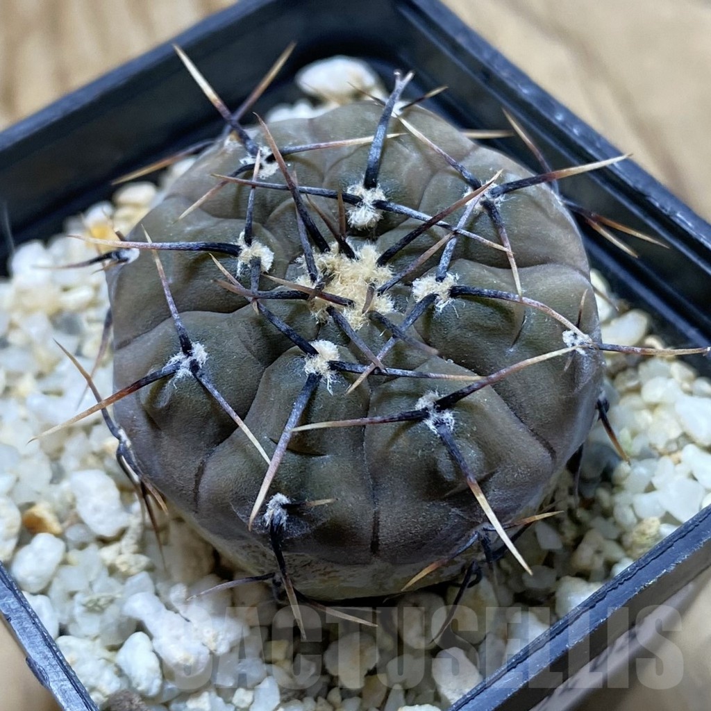 SH22408 Gymnocalycium esperanzae
