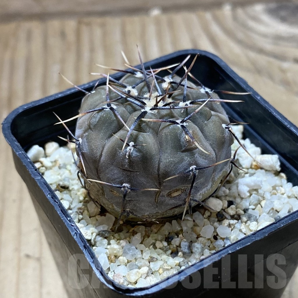 SH22408 Gymnocalycium esperanzae - Зображення 2