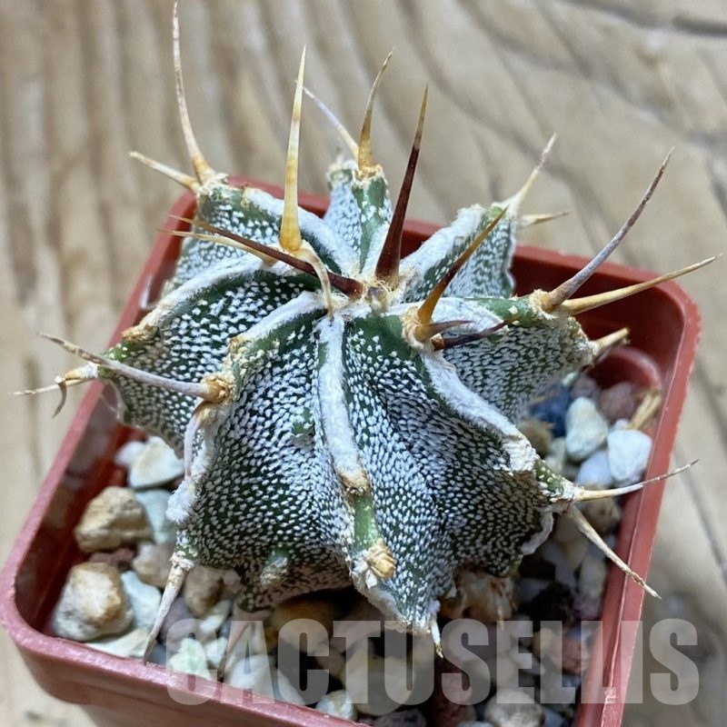 SH22409 Astrophytum ornatum v. mirbelli hybrid