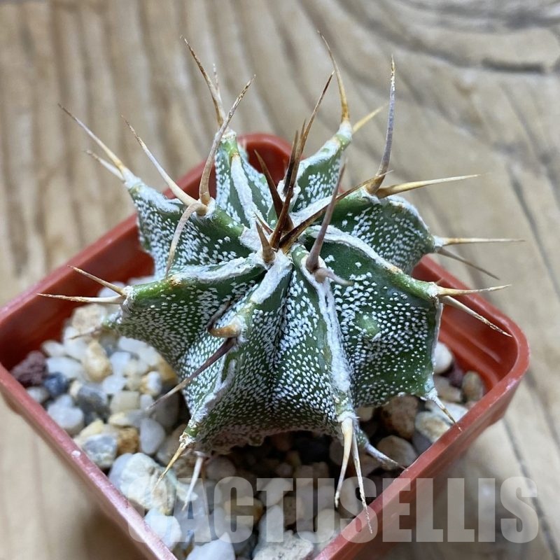 SH22410 Astrophytum ornatum v. mirbelli hybrid