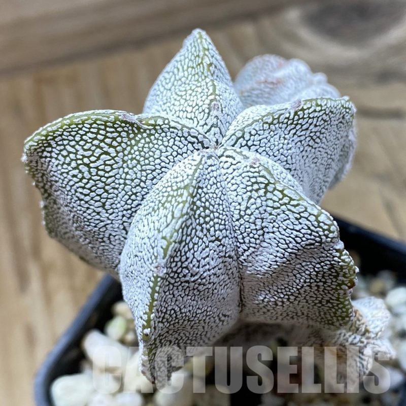 SH22357 Astrophytum myriostigma 'Onzuka' f. caespitosa