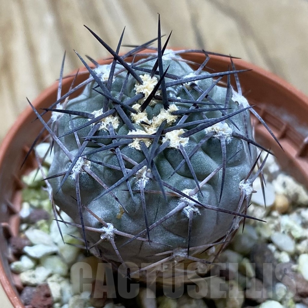 SH22411 Acanthocalycium glaucum