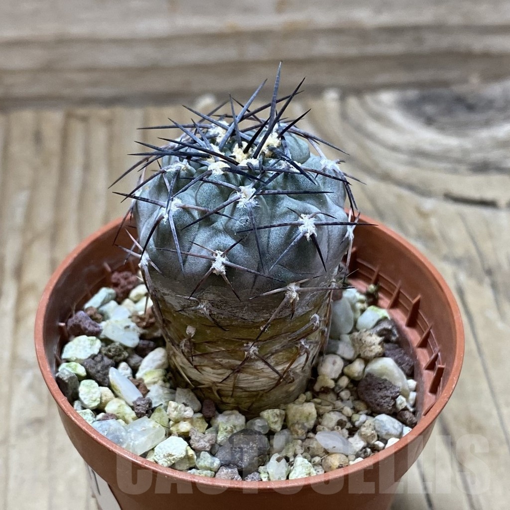 SH22411 Acanthocalycium glaucum - Image 2