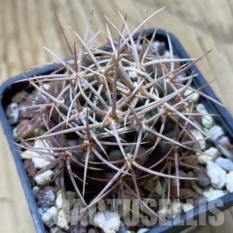 SH22413 Gymnocalycium neuhuberi