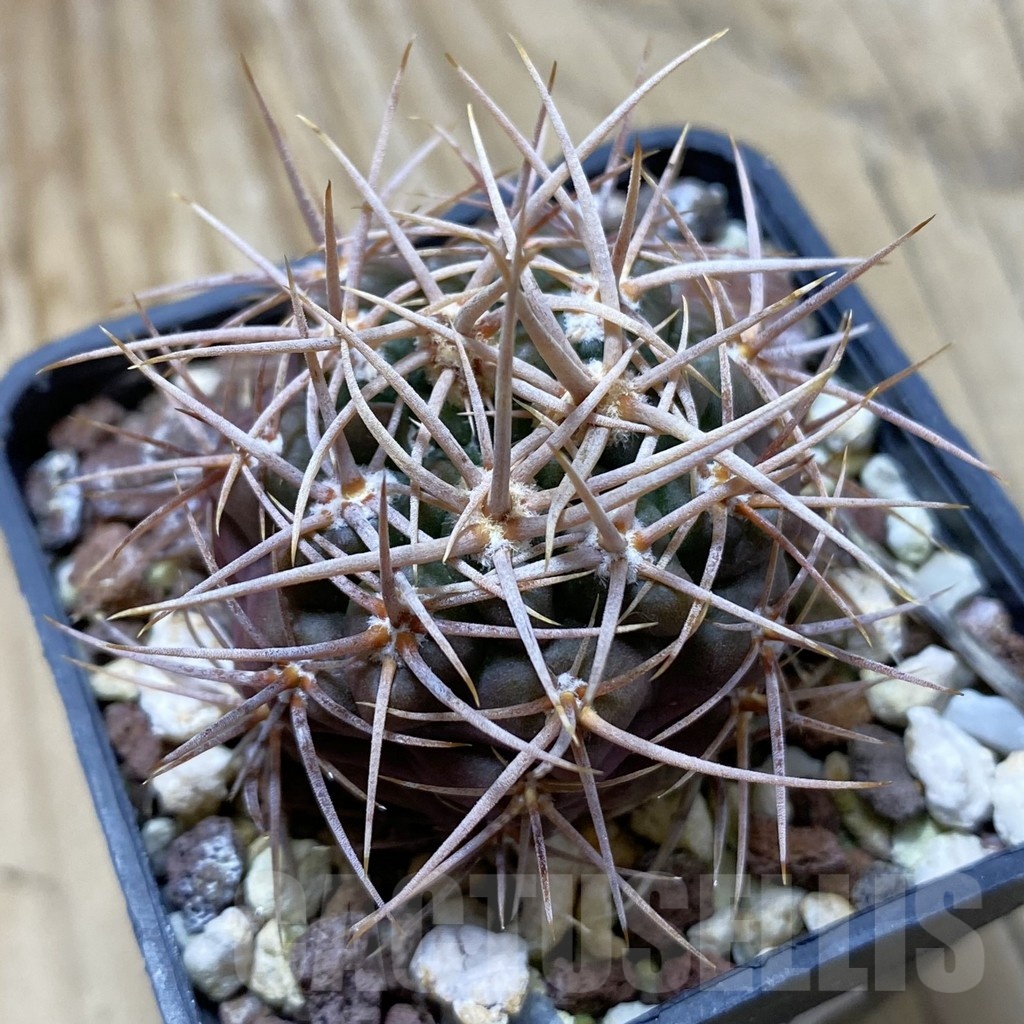 SH22413 Gymnocalycium neuhuberi