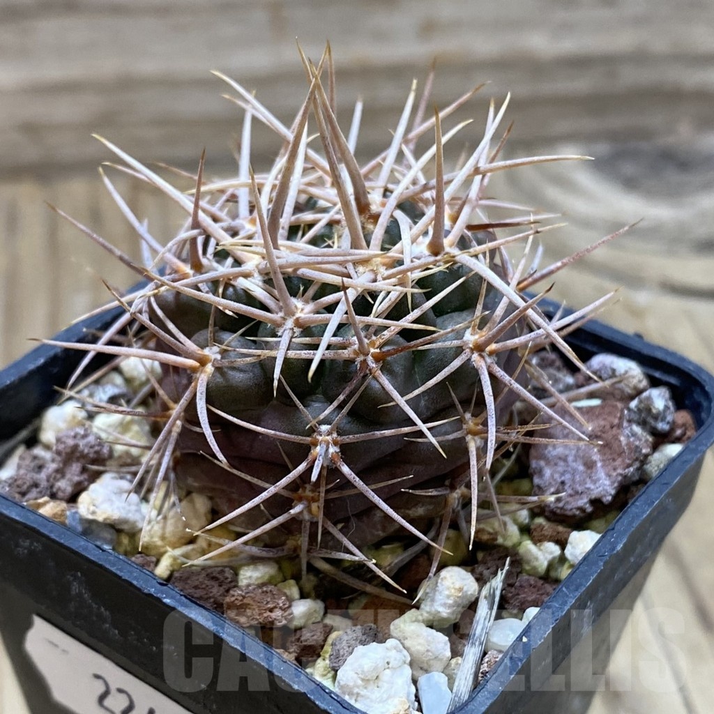 SH22413 Gymnocalycium neuhuberi - Image 2