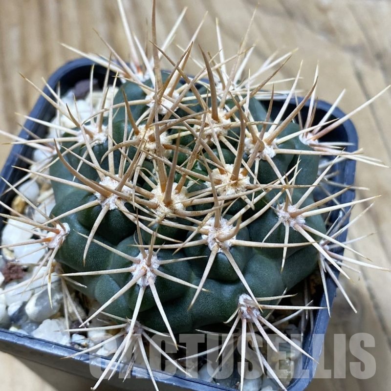 SH22414 Gymnocalycium neuhuberi