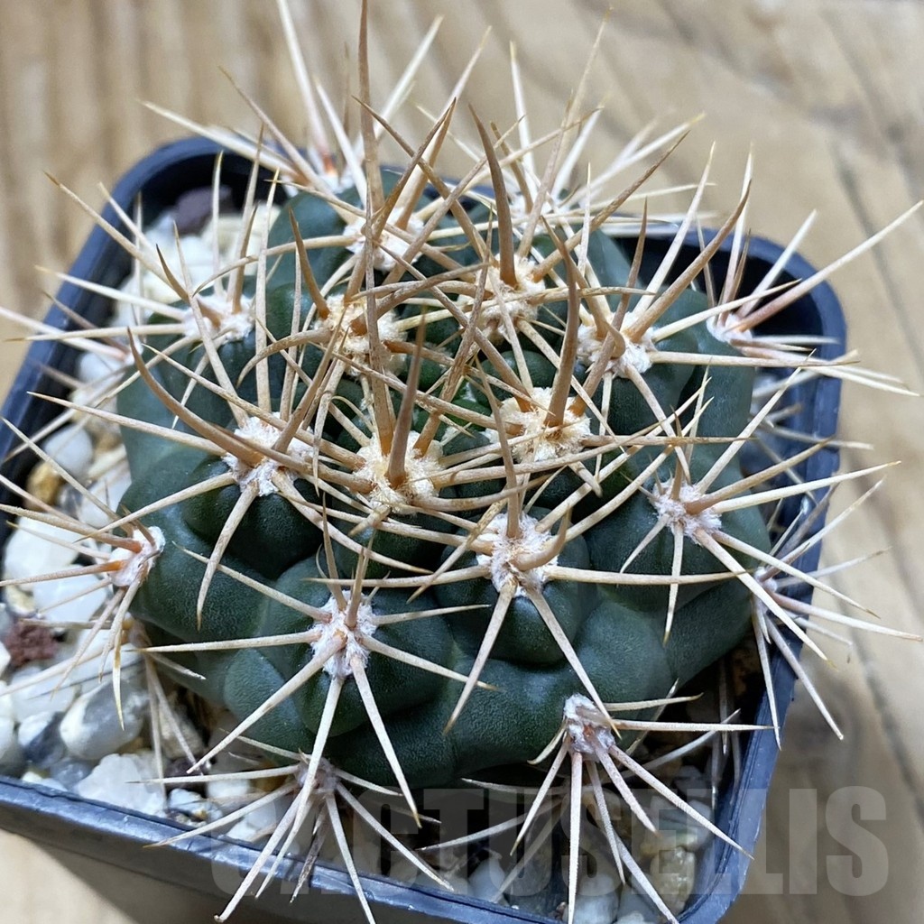 SH22414 Gymnocalycium neuhuberi