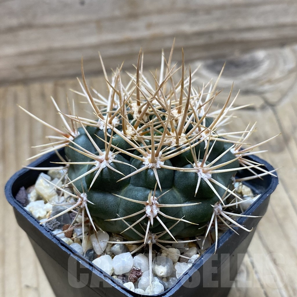SH22414 Gymnocalycium neuhuberi - Image 2