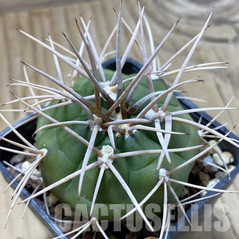 SH22415 Gymnocalycium eurypleurum