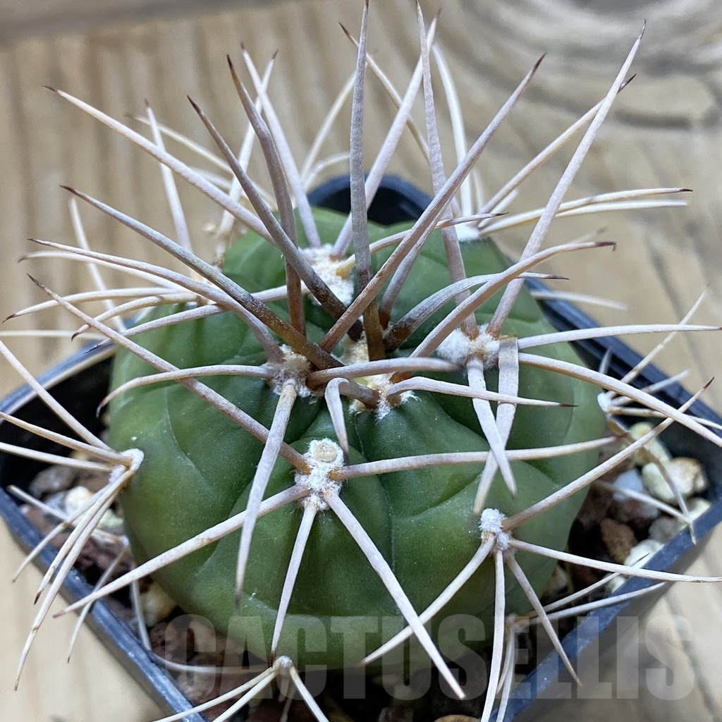 SH22415 Gymnocalycium eurypleurum