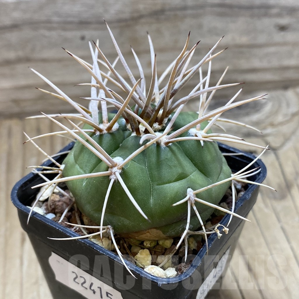 SH22415 Gymnocalycium eurypleurum - Imagen 2