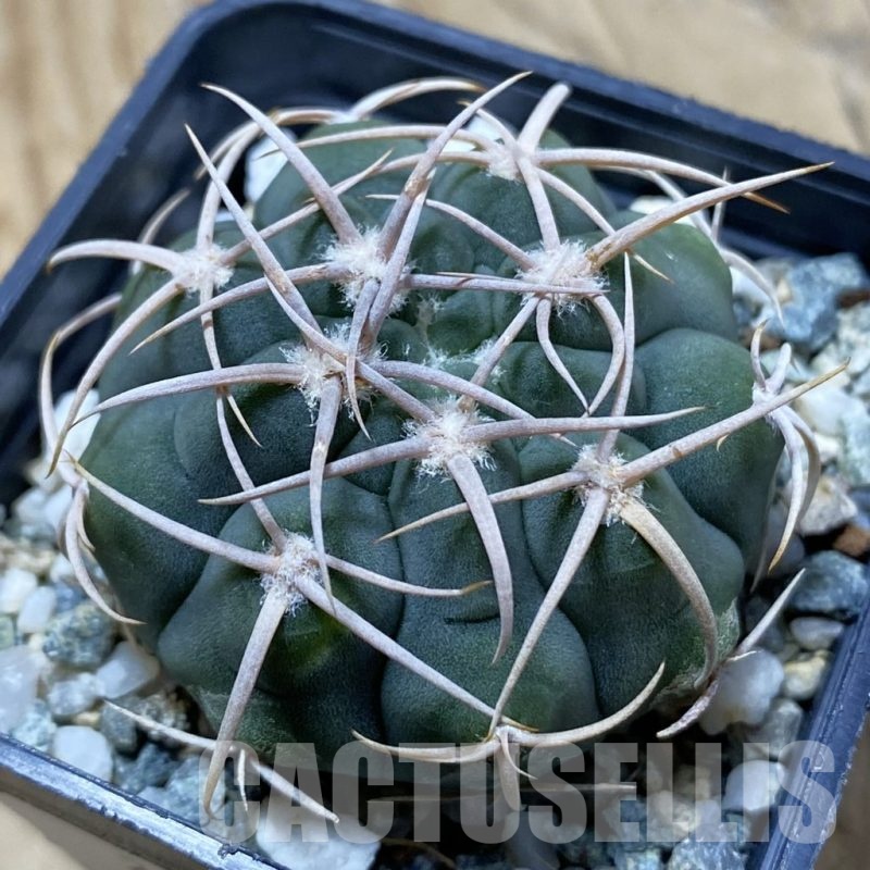 SH22416 Gymnocalycium ferocior VG 512