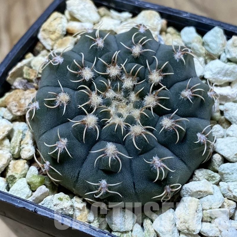 SH22417 Gymnocalycium stellatum VG 283