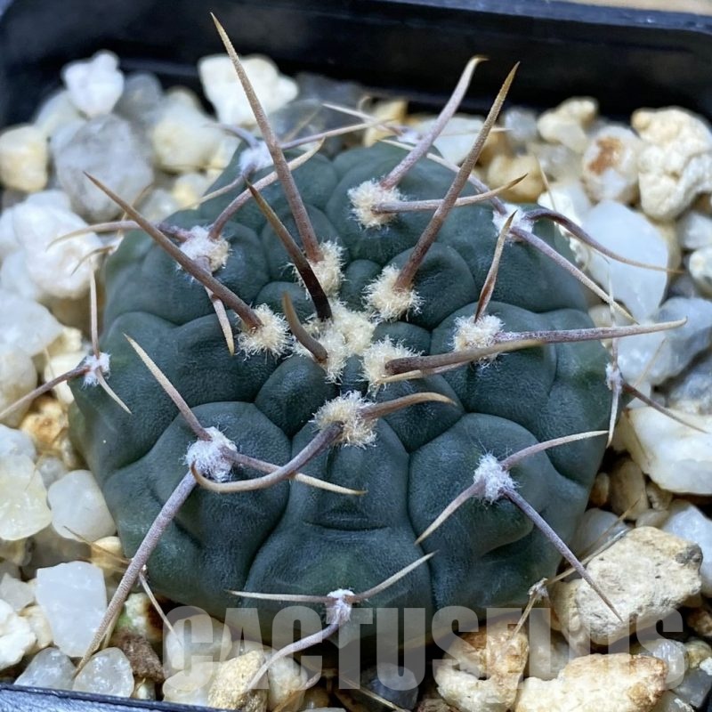 SH22418 Gymnocalycium vatteri, selection