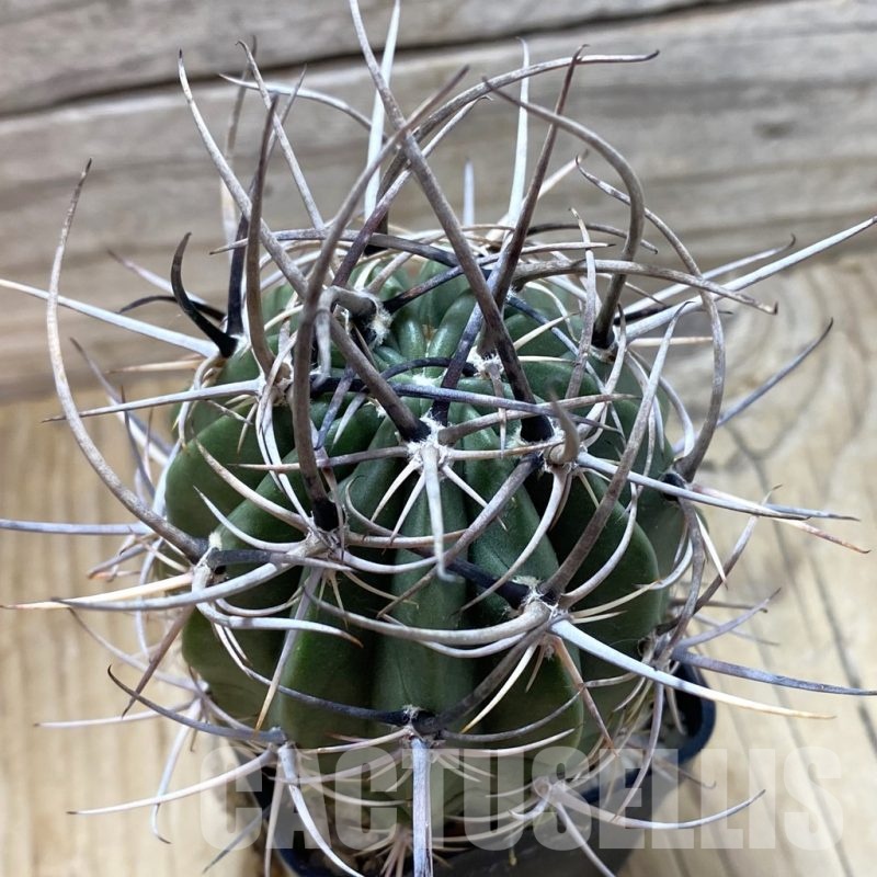 SH22352 Lobivia ferox, 6 years old