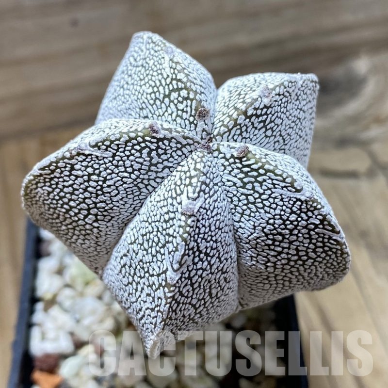 SH22358 Astrophytum myriostigma 'Onzuka' V-type