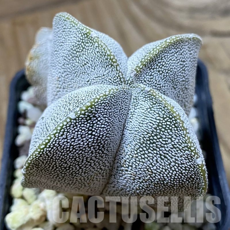 SH22359 Astrophytum myriostigma 'Onzuka' v. quadricostatum