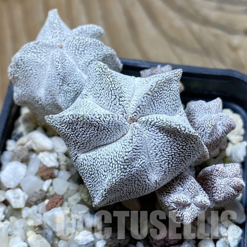 SH22360 Astrophytum myriostigma ‘Onzuka’ f. caespitosa