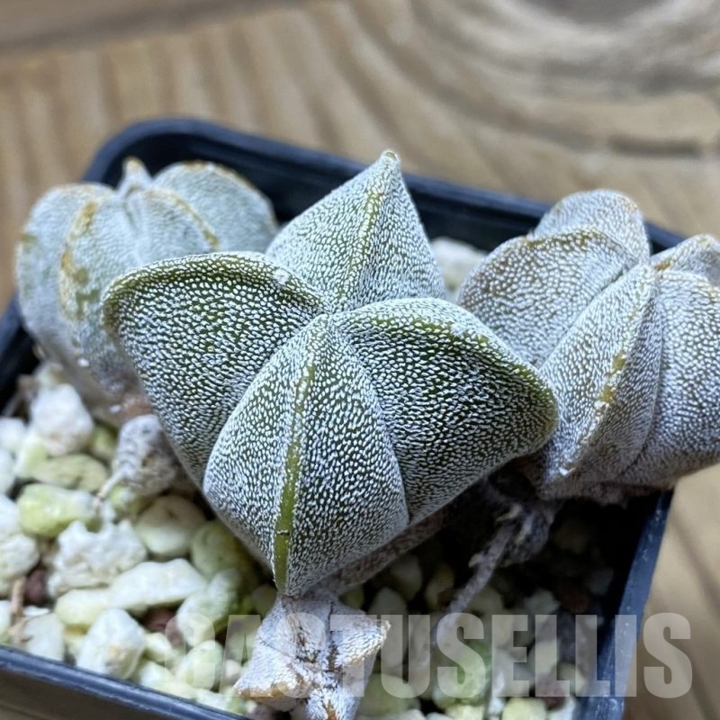 SH22361 Astrophytum myriostigma ‘Onzuka’ v. quadricostatum