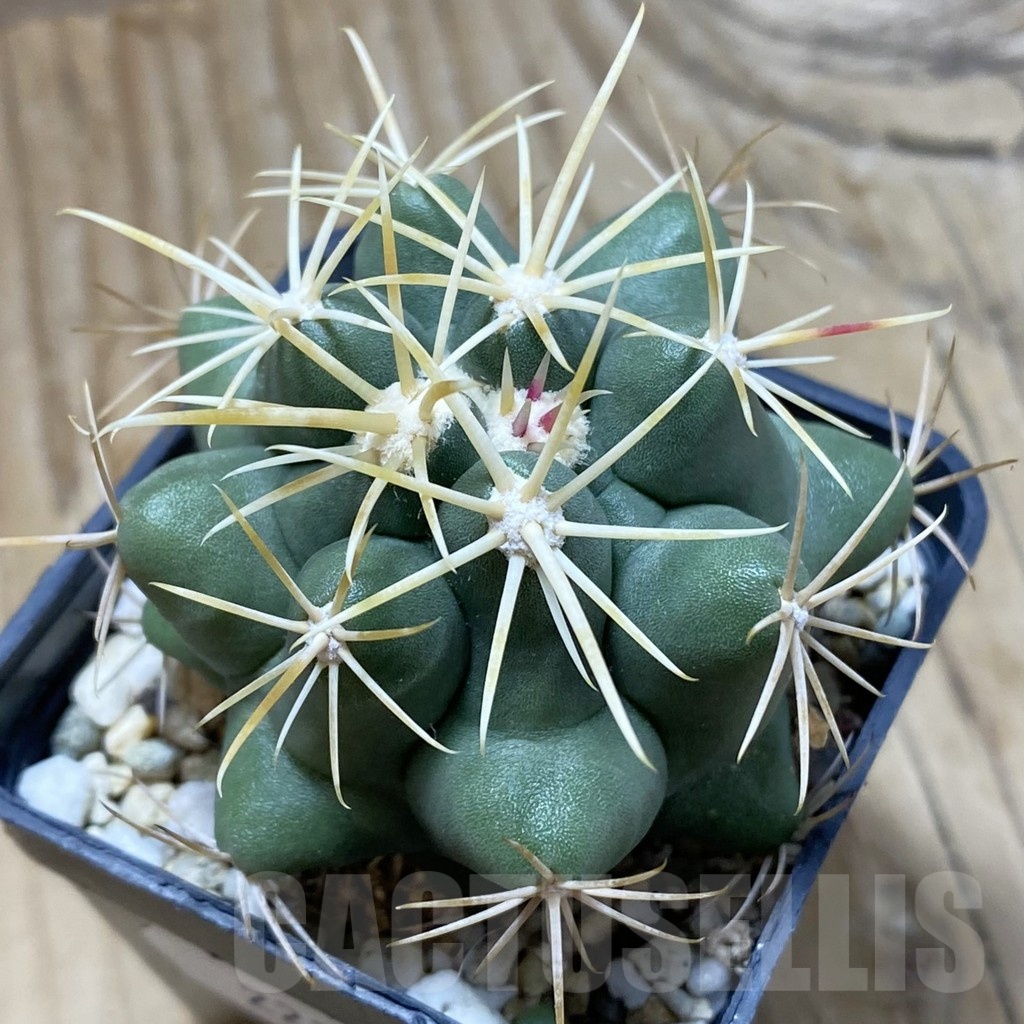 SH22364 Thelocactus heterochromus
