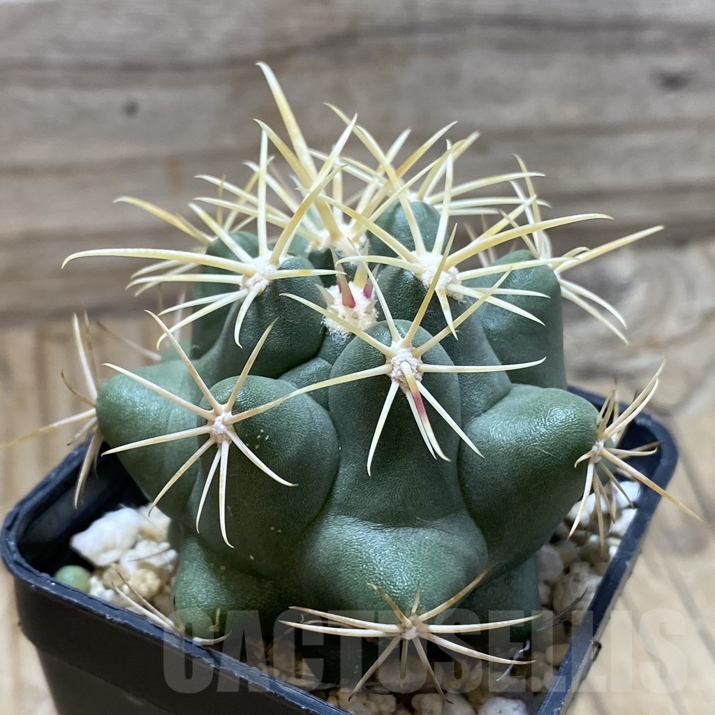 SH22364 Thelocactus heterochromus - Imagen 2