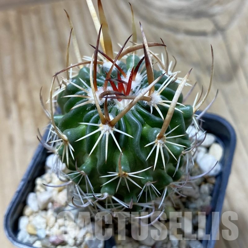 SH22365 Echinofossulocactus arrigens