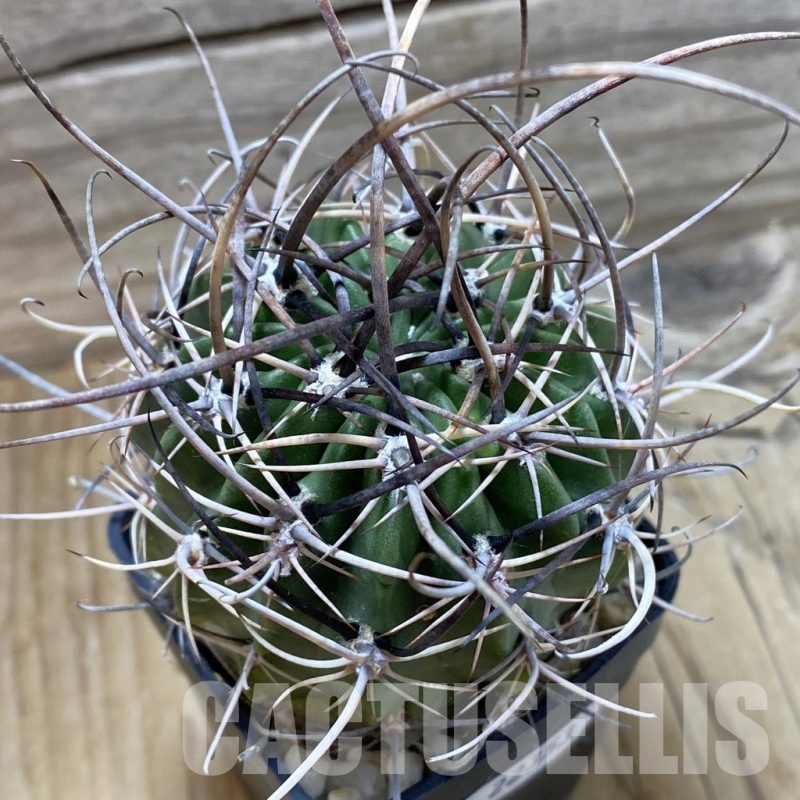 SH22353 Lobivia ferox, 6 years old