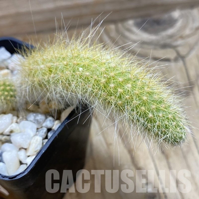 SH22368 Hildewintera colademononis, seedling