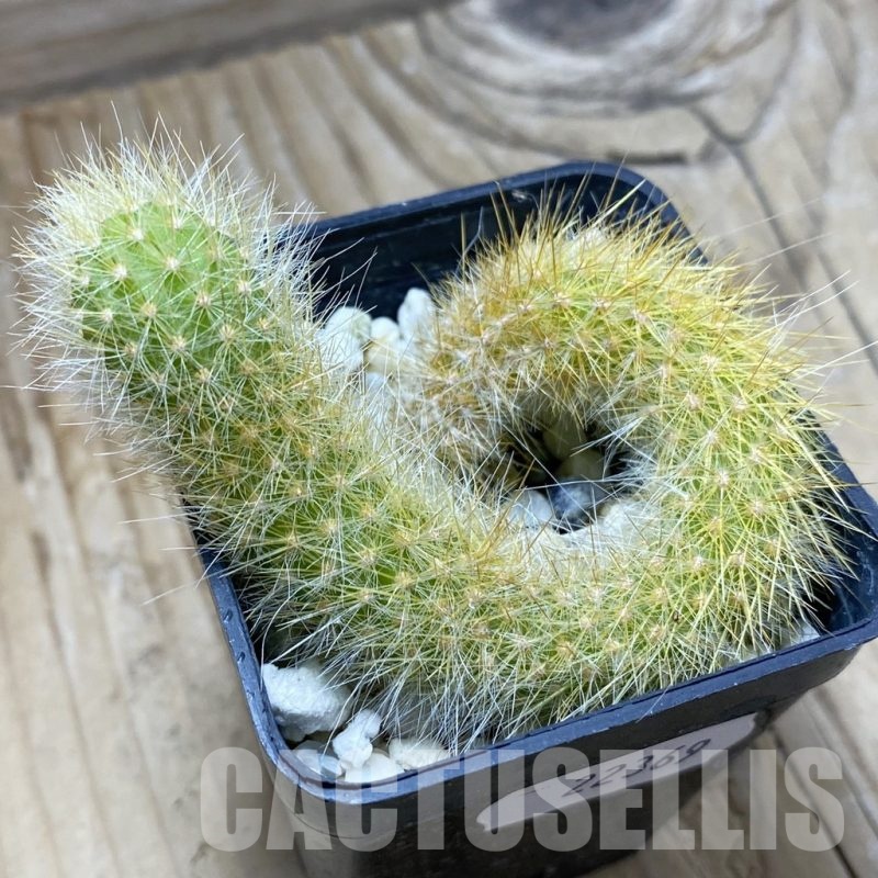 SH22369 Hildewintera colademononis, seedling