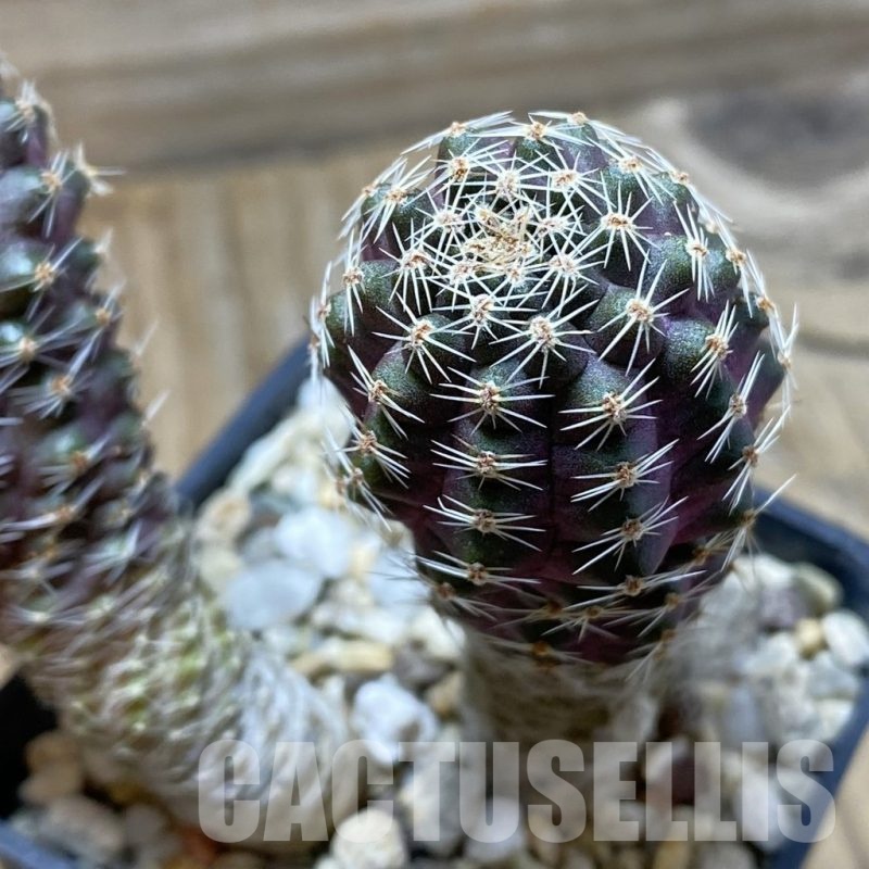 SH22370 Mediolobivia pygmaea, 2 plants