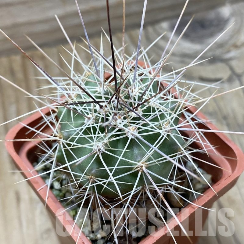 SH22371 Echinocereus triglochidiatus