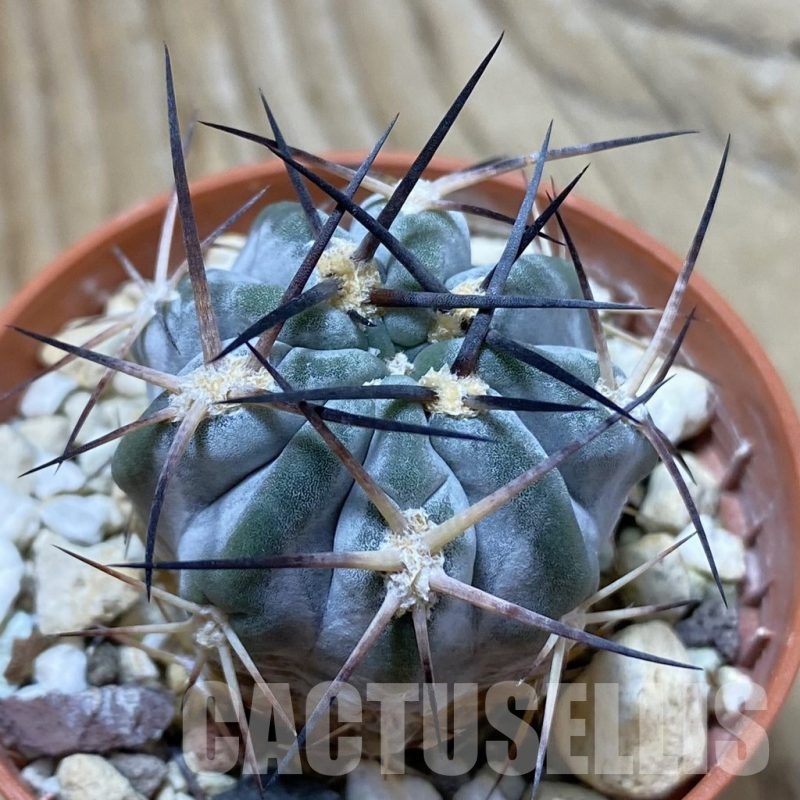 SH22372 Acanthocalycium glaucum