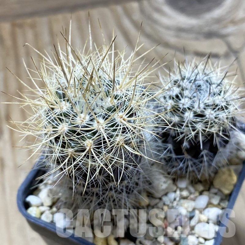 SH22374 Neoporteria sp., 2 plants