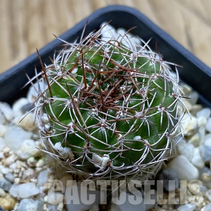 SH22375 Sulcorebutia candiae v. kamiensis