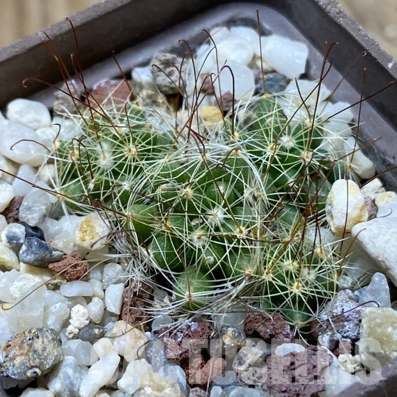 SH22377 Mammillaria surculosa