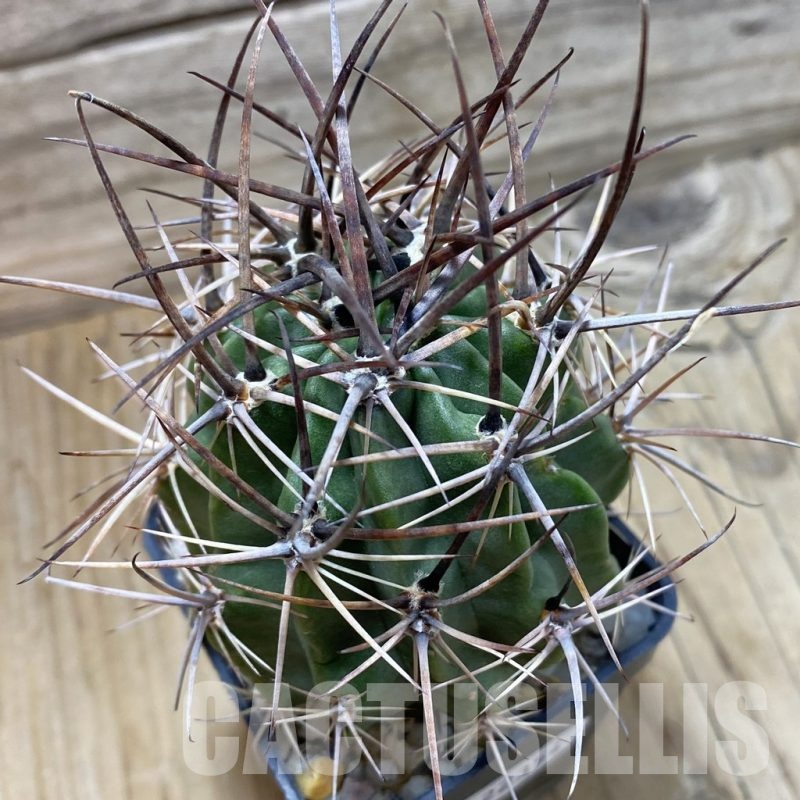 SH22354 Lobivia ferox, 6 years old