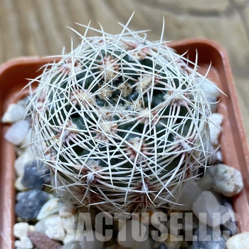 SH22380 Gymnocalycium aff. papschii