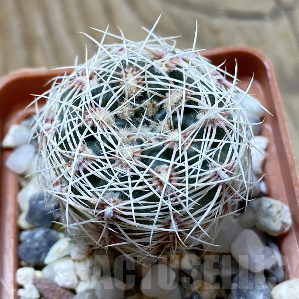 SH22380 Gymnocalycium aff. papschii