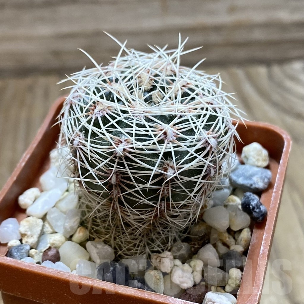 SH22380 Gymnocalycium aff. papschii - 画像 (2)